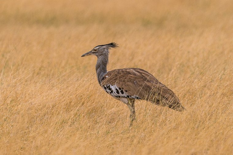 076 Zimbabwe, Hwange NP, koritrap.jpg